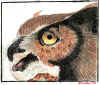 Great-Horned Owl : Color pencil