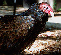 Lerch - Turkey Vulture